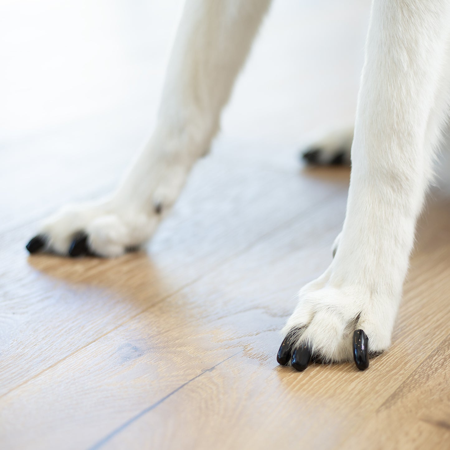 Soft Claws Nail Caps for Dogs