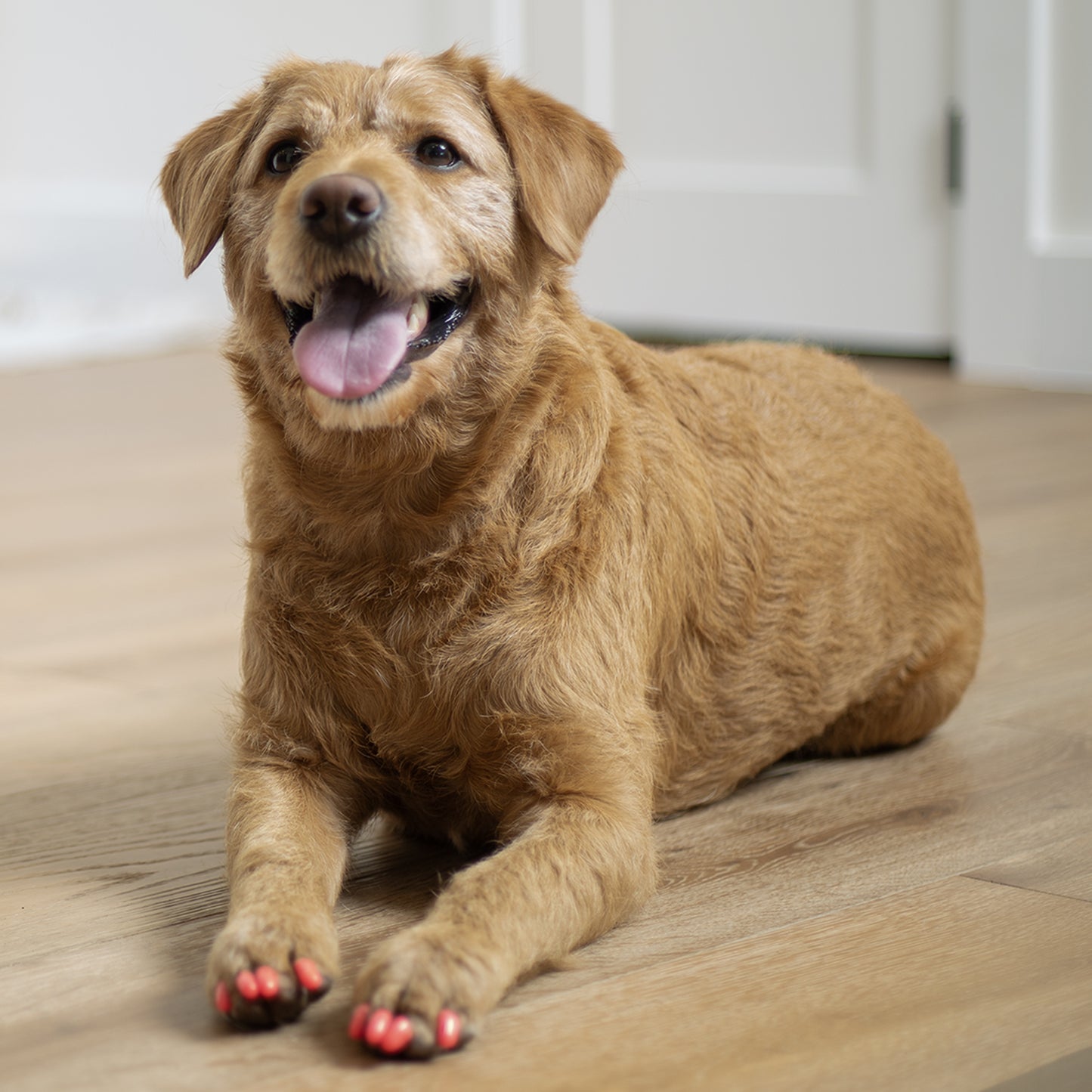 Soft Claws Nail Caps for Dogs