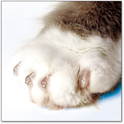 Soft Claws Nail Caps for Cats (Kitten)